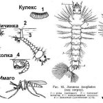 личинка комара развитие