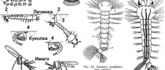 mosquito larva development