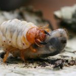 личинка майского жука