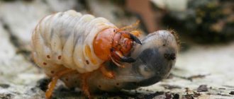 May beetle larva