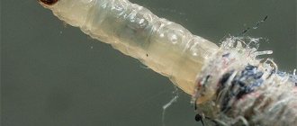 Clothes moth larva