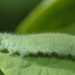 Личинка репной белянки