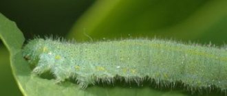 Turnip white larva