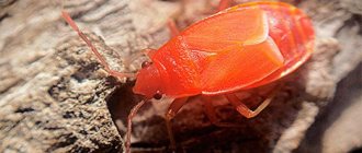 Soldier larva