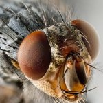 Личинки мух: где мухи откладывают яйца, как они выглядят и как называются