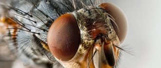 Fly larvae: where flies lay eggs, what they look like and what they are called