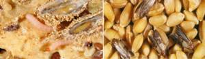 Личинки пищевой моли