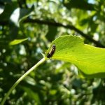 Листоблошка7