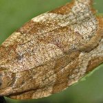 листовертка