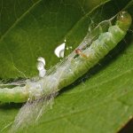 Leaf roller on an apple tree: effective control methods and instructions for treating trees
