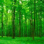 лиственный смешанный лес