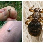 Лосиная блоха