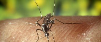 DIY mosquito trap