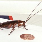 ловушки для тараканов своими руками