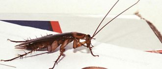 ловушки для тараканов своими руками