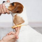 Лучшие ошейники от клещей для собак