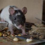 Лучшие отпугиватели мышей