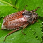 Майский жук имеет толстое, крепкое тело, с хорошо развитыми ногами и двумя парами крыльев