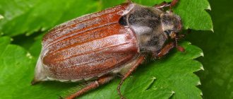 The cockchafer has a thick, strong body, with well-developed legs and two pairs of wings