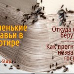 Маленькие муравьи