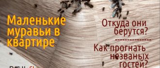 Маленькие муравьи