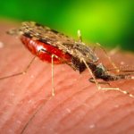 Малярийный комар