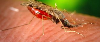 Malaria mosquito