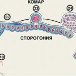 малярийный плазмодий развитие