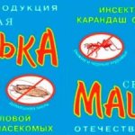 Mashenka from bedbugs