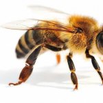 Медоносная пчела