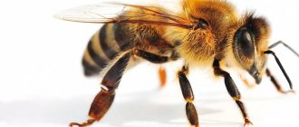 Honey bee