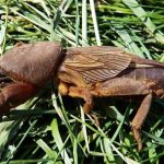 mole cricket on the site