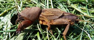 mole cricket on the site