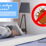 места обитания клопов