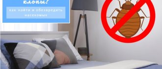 места обитания клопов