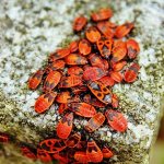 a lot of soldier bugs