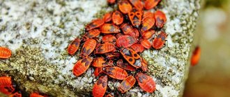 a lot of soldier bugs