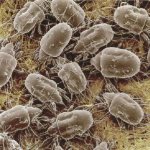 Много пылевых клещей