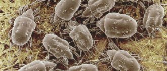 Много пылевых клещей