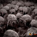 Много пылевых клещей