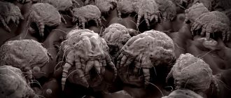 Много пылевых клещей