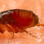 Can fleas bite humans and why do they bite some and not others?