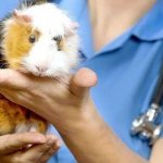 Могут ли быть блохи у морских свинок, как лечить