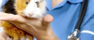 Can guinea pigs have fleas and how to treat them?