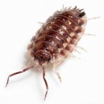 Woodlice in the bathroom - how to get rid of it?