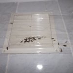 Woodlice on the ventilation grille