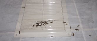 Woodlice on the ventilation grille