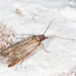 how to get rid of moths in cereals