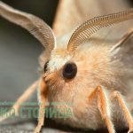 Моль в квартире