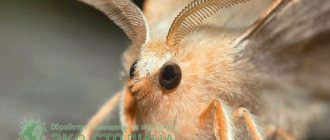 Moth in the apartment